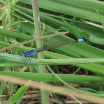 Ischnura heterosticta (Common Bluetail Damselfly) at Isabella Pond - 13 Mar 2021 by RodDeb