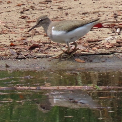 Actitis hypoleucos (Common Sandpiper) at Tuggeranong Creek to Monash Grassland - 13 Mar 2021 by RodDeb