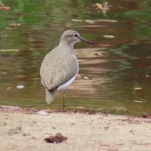 Actitis hypoleucos at Monash, ACT - 13 Mar 2021