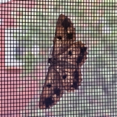 Scioglyptis lyciaria (White-patch Bark Moth) at Aranda, ACT - 12 Mar 2021 by KMcCue