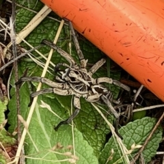 Tasmanicosa sp. (genus) (Unidentified Tasmanicosa wolf spider) at Namadgi National Park - 13 Mar 2021 by KMcCue
