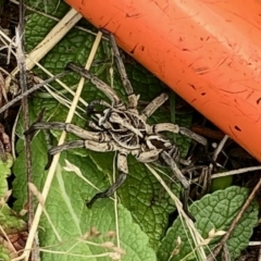 Tasmanicosa sp. (genus) (Tasmanicosa wolf spider) at Rendezvous Creek, ACT - 13 Mar 2021 by KMcCue