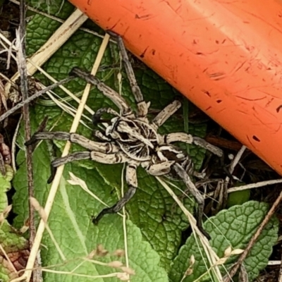 Tasmanicosa sp. (genus) (Unidentified Tasmanicosa wolf spider) at Rendezvous Creek, ACT - 13 Mar 2021 by KMcCue