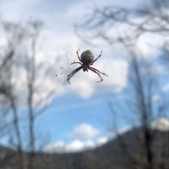 Araneus hamiltoni (Hamilton's Orb Weaver) at Rendezvous Creek, ACT - 13 Mar 2021 by KMcCue