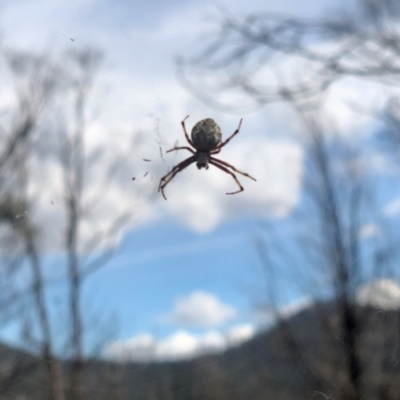 Araneus hamiltoni (Hamilton's Orb Weaver) at Namadgi National Park - 13 Mar 2021 by KMcCue