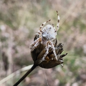 Araneinae (subfamily) at Rendezvous Creek, ACT - 13 Mar 2021 12:21 PM