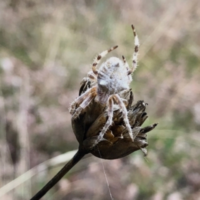 Araneinae (subfamily) (Orb weaver) at Namadgi National Park - 13 Mar 2021 by KMcCue