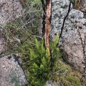 Exocarpos cupressiformis at Rendezvous Creek, ACT - 13 Mar 2021