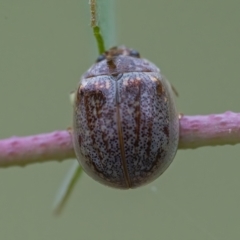 Paropsisterna m-fuscum (Eucalyptus Leaf Beetle) at QPRC LGA - 24 Feb 2021 by WHall