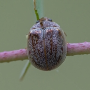 Paropsisterna m-fuscum at Googong, NSW - 24 Feb 2021