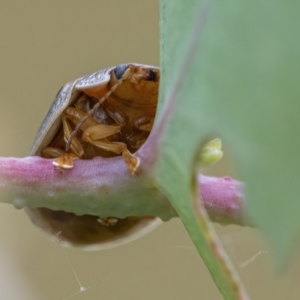 Paropsisterna m-fuscum at Googong, NSW - 24 Feb 2021