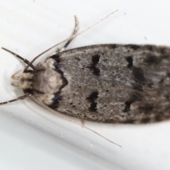 Scatochresis episema (A scat moth) at Ainslie, ACT - 12 Mar 2021 by jb2602