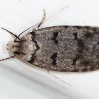 Scatochresis episema (A scat moth) at Ainslie, ACT - 12 Mar 2021 by jbromilow50