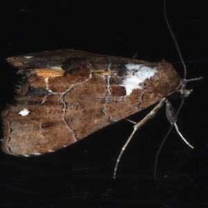 Arrade leucocosmalis at Ainslie, ACT - 12 Mar 2021