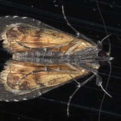 Arrade leucocosmalis at Ainslie, ACT - 12 Mar 2021 11:10 PM