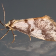 Anestia (genus) (A tiger moth) at Ainslie, ACT - 12 Mar 2021 by jb2602