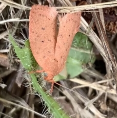 Garrha leucerythra (A concealer moth) at Murrumbateman, NSW - 12 Mar 2021 by SimoneC