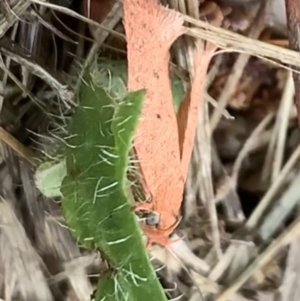 Garrha leucerythra at Murrumbateman, NSW - 12 Mar 2021