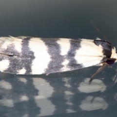 Thallarcha trissomochla (Yellow Crossed Footman) at Ainslie, ACT - 12 Mar 2021 by jbromilow50