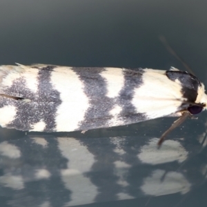 Thallarcha trissomochla at Ainslie, ACT - 12 Mar 2021 09:08 PM