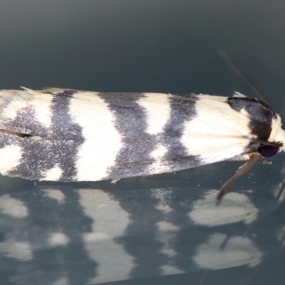 Thallarcha trissomochla (Yellow Crossed Footman) at Ainslie, ACT - 12 Mar 2021 by jbromilow50