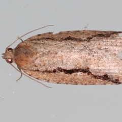 Meritastis undescribed species (A Tortricid moth) at Ainslie, ACT - 12 Mar 2021 by jb2602