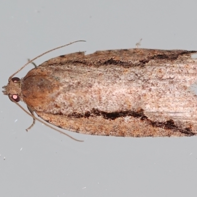 Meritastis undescribed species (A Tortricid moth) at Ainslie, ACT - 12 Mar 2021 by jb2602