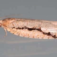 Meritastis undescribed species at Ainslie, ACT - 12 Mar 2021