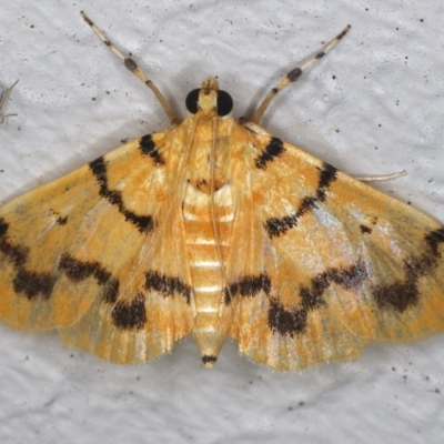 Dichocrocis clytusalis (Kurrajong Leaf-tier, Kurrajong Bag Moth) at Ainslie, ACT - 12 Mar 2021 by jbromilow50