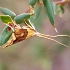 Crocanthes glycina (Lecithoceridae) at Cook, ACT - 12 Mar 2021 by drakes