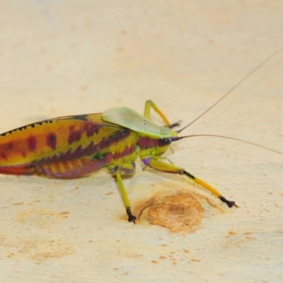 Metholce nigritarsis (Black-footed katydid) at Pialligo, ACT - 5 Feb 2011 by Harrisi