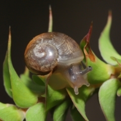 Cornu aspersum (Common Garden Snail) at Acton, ACT - 11 Mar 2021 by TimL