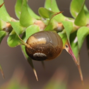 Cornu aspersum at Acton, ACT - 12 Mar 2021