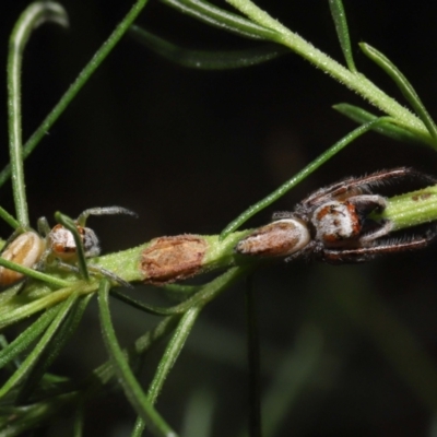 Opisthoncus sp. (genus) (Unidentified Opisthoncus jumping spider) at ANBG - 26 Feb 2021 by TimL