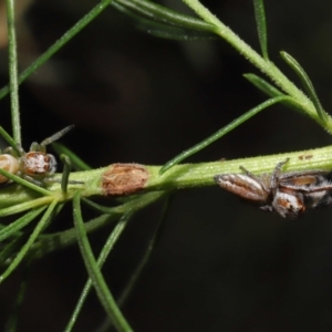 Opisthoncus sp. (genus) at Acton, ACT - 26 Feb 2021