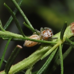 Opisthoncus sp. (genus) at Acton, ACT - 26 Feb 2021