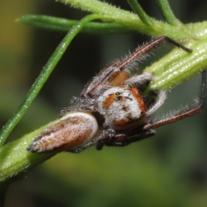 Opisthoncus sp. (genus) at Acton, ACT - 26 Feb 2021 12:13 PM