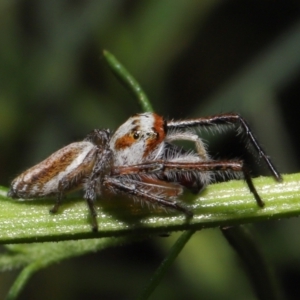 Opisthoncus sp. (genus) at Acton, ACT - 26 Feb 2021 12:13 PM