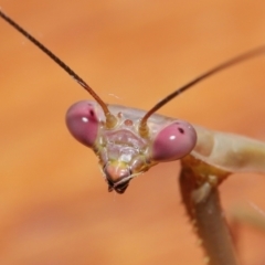 Pseudomantis albofimbriata (False garden mantis) at Evatt, ACT - 7 Mar 2021 by TimL