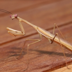 Pseudomantis albofimbriata at Evatt, ACT - 7 Mar 2021 02:55 PM