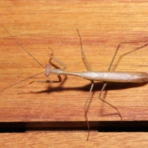 Pseudomantis albofimbriata at Evatt, ACT - 7 Mar 2021 02:55 PM