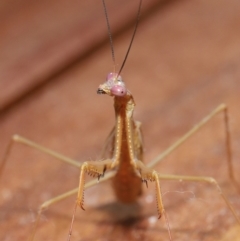 Pseudomantis albofimbriata at Evatt, ACT - 7 Mar 2021 02:55 PM