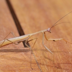 Pseudomantis albofimbriata at Evatt, ACT - 7 Mar 2021 02:55 PM