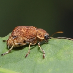 Cadmus (Cadmus) luctuosus (Leaf beetle) at ANBG - 21 Feb 2021 by TimL