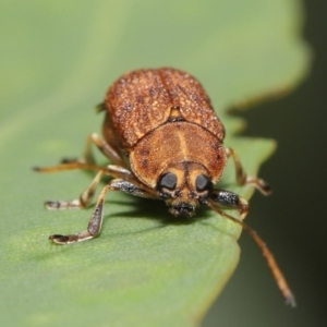 Cadmus (Cadmus) luctuosus at Downer, ACT - 21 Feb 2021