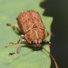 Cadmus (Cadmus) luctuosus at Downer, ACT - 21 Feb 2021