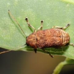 Cadmus (Cadmus) luctuosus at Downer, ACT - 21 Feb 2021