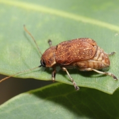 Cadmus (Cadmus) luctuosus at Downer, ACT - 21 Feb 2021