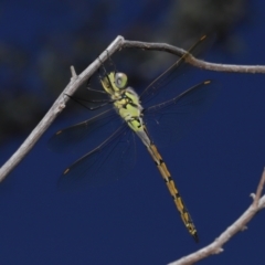 Hemicordulia tau (Tau Emerald) at Acton, ACT - 26 Feb 2021 by TimL