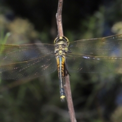 Hemicordulia tau at Acton, ACT - 26 Feb 2021